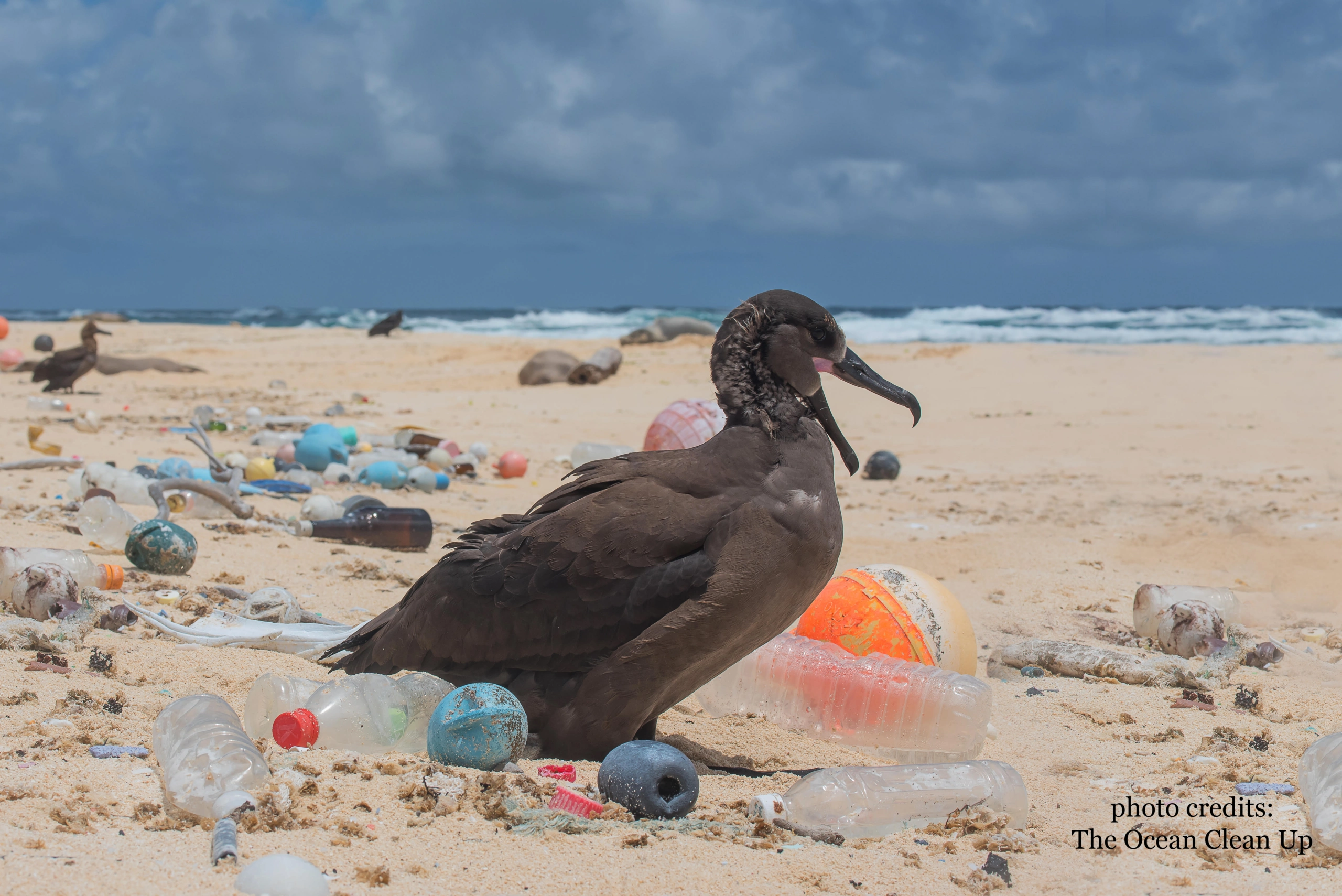 Albatross on a beach surrounded by plastic pollution. Photo credits: The Ocean Clean Up.